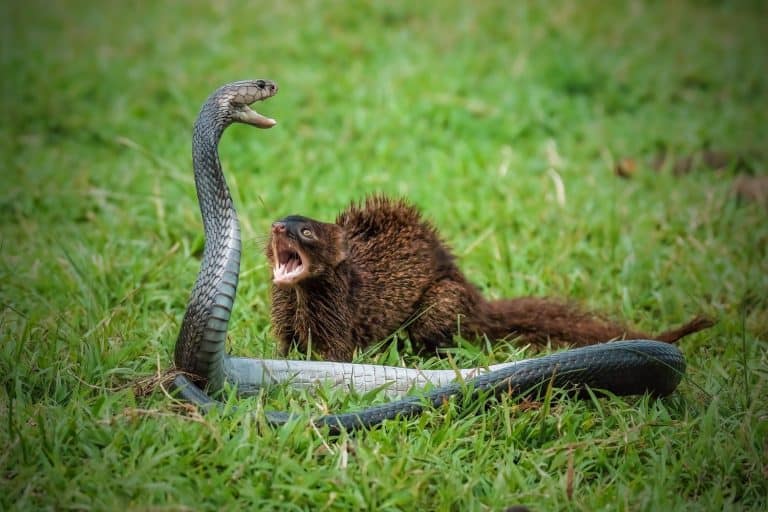 Javan Mongoose or Small asian mongoose (Herpestes javanicus) fighting with Javanese cobra on the green grass
