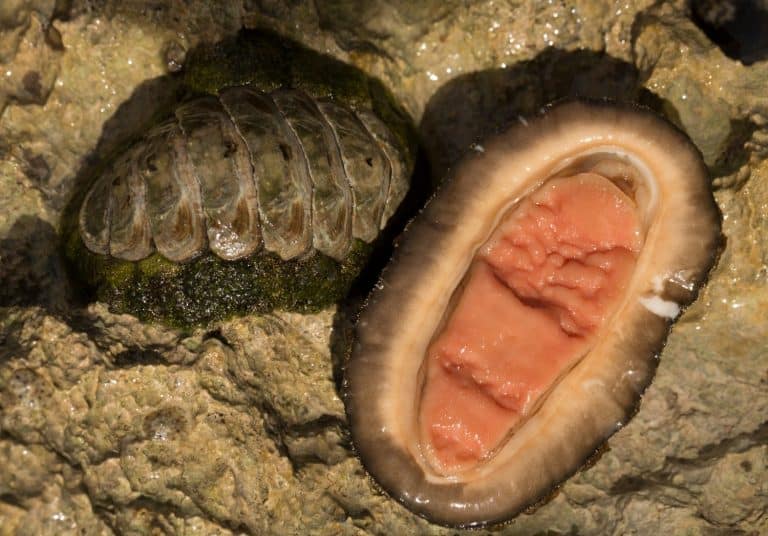 Acanthopleura haddoni, tropical species of chiton. The fauna of the Red Sea. A marine molluscs on a rock.