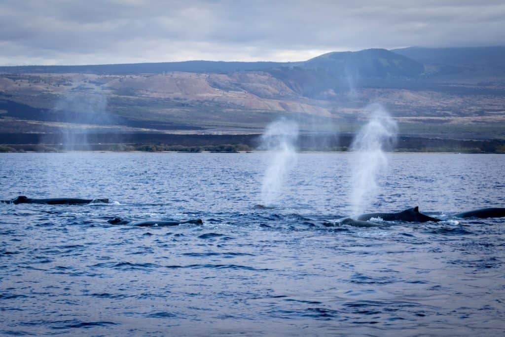 Spouting from a group of humpback whales off the coast of Puako, Hawaii.