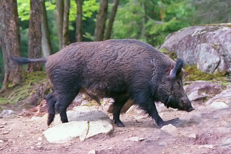 WIld boar photographed in western Quebec in spring. A European species feral in Canada.