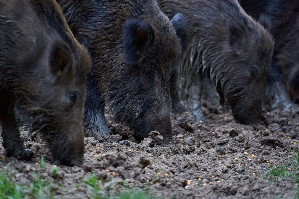 A herd of wild hogs (feral pigs) rooting in the forest for food