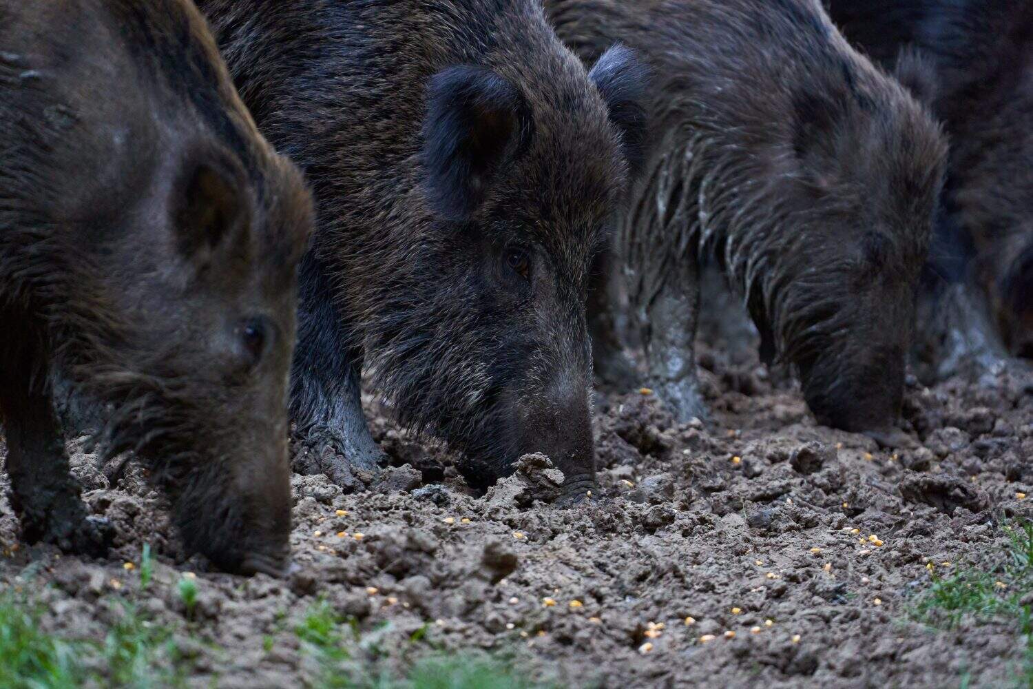 A herd of wild hogs (feral pigs) rooting in the forest for food
