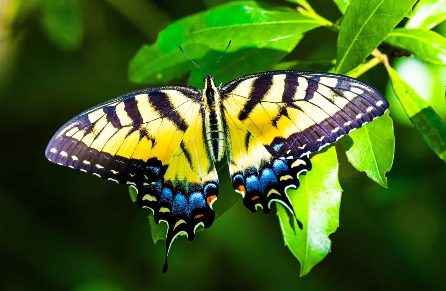 Tiger Swallowtail Enjoying the Sun