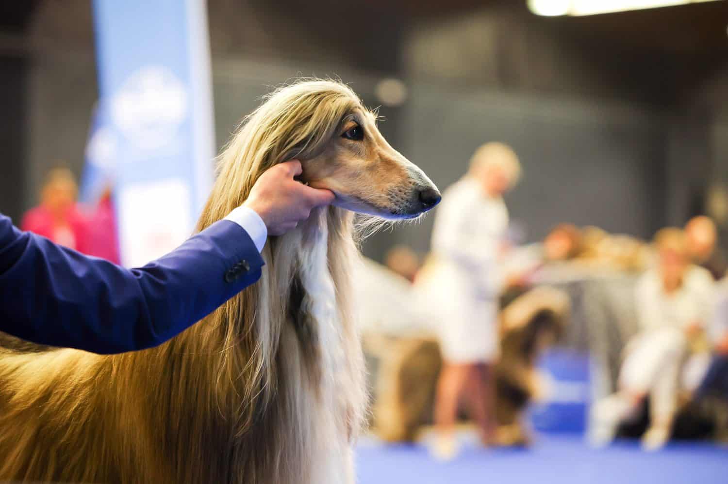 Afghan hound oriental expression portrait from dog show