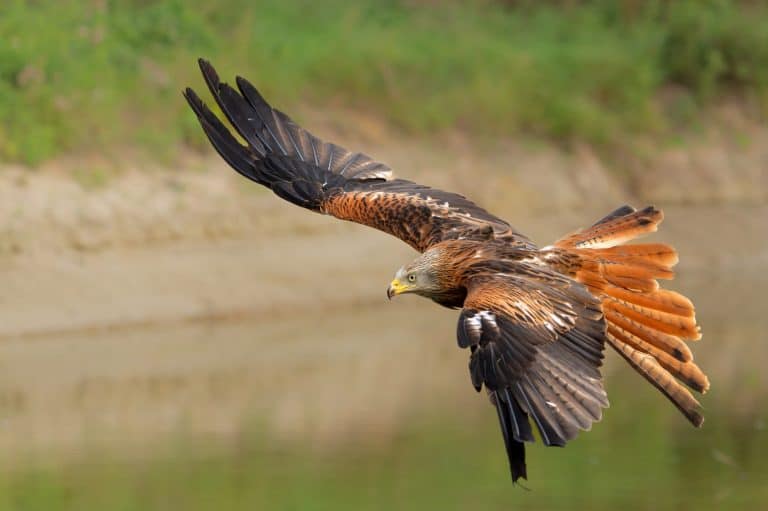 Red Kite
