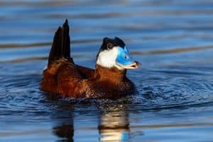 Ruddy Duck Closeup on Pond - Shallow Depth of Field