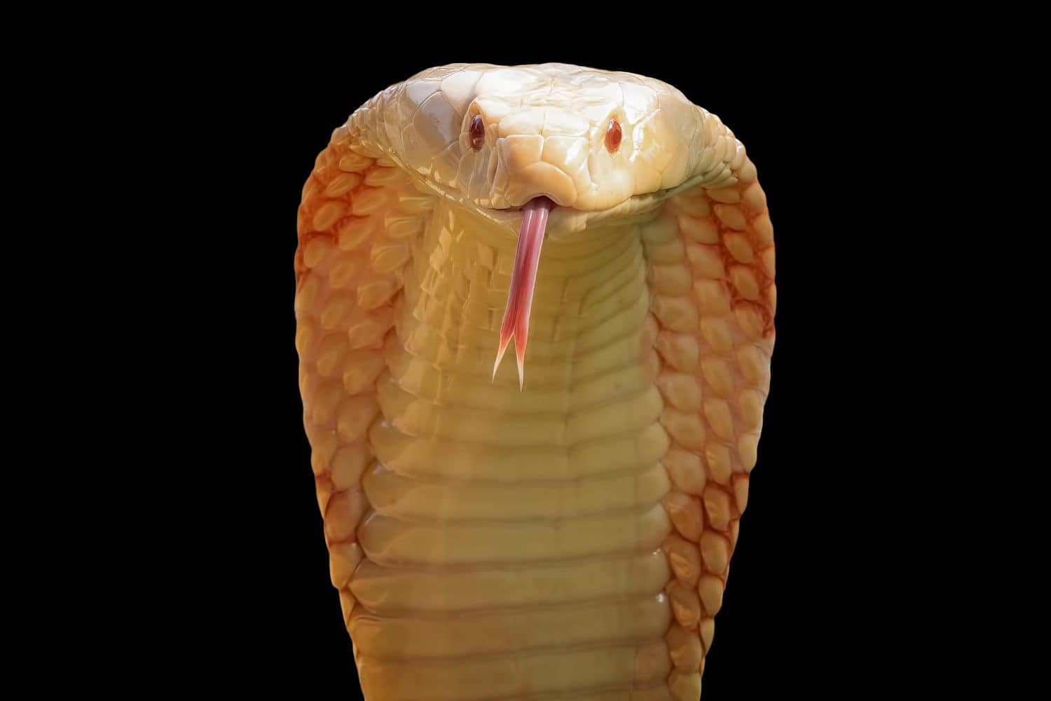 Albino cobra close up