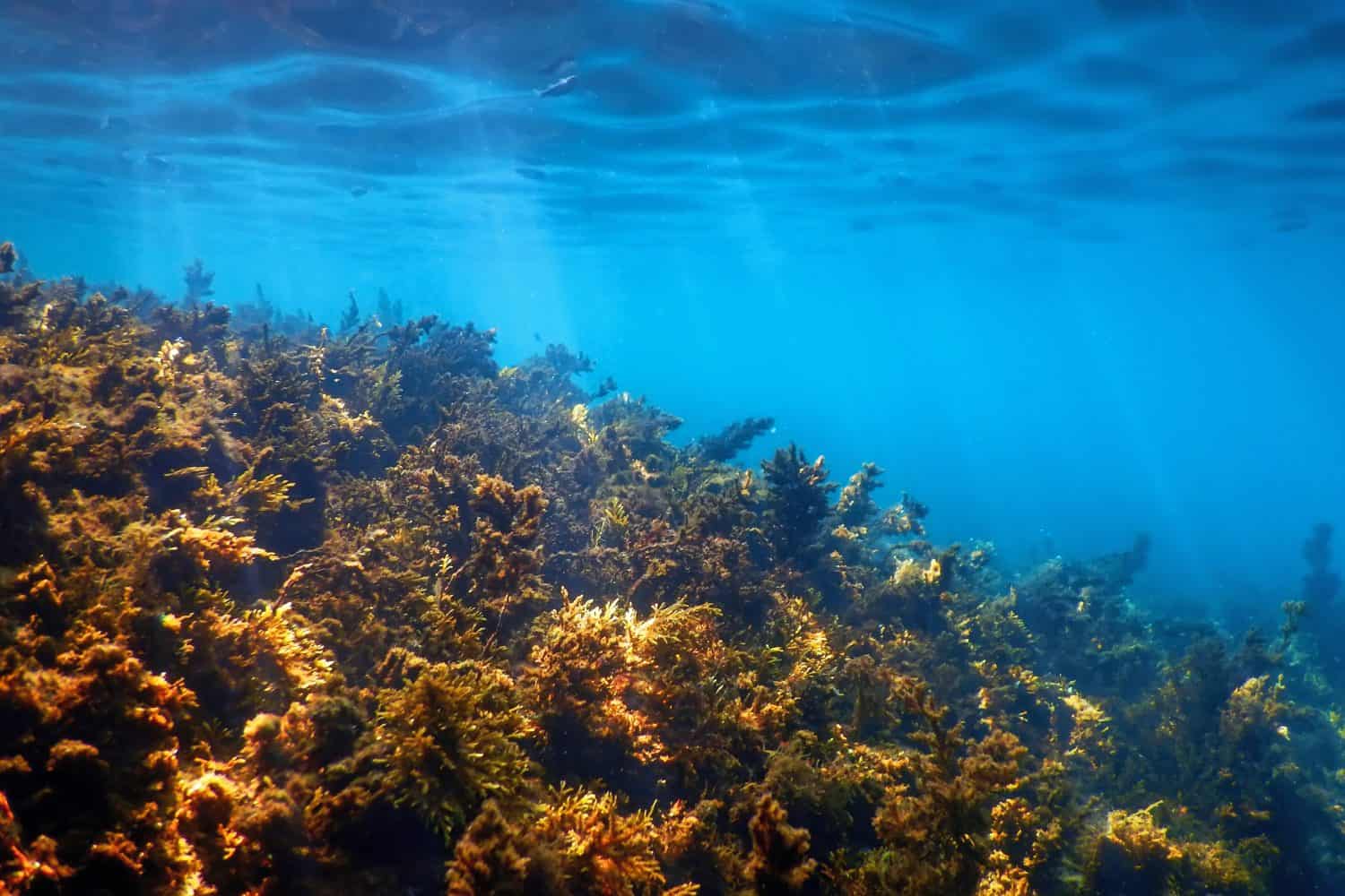 Seaweed Underwater, Seaweed Shallow Water near surface