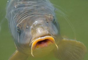 Hungry common carp (Cyprinus carpio) with big open mouth, feeding in clear pond water