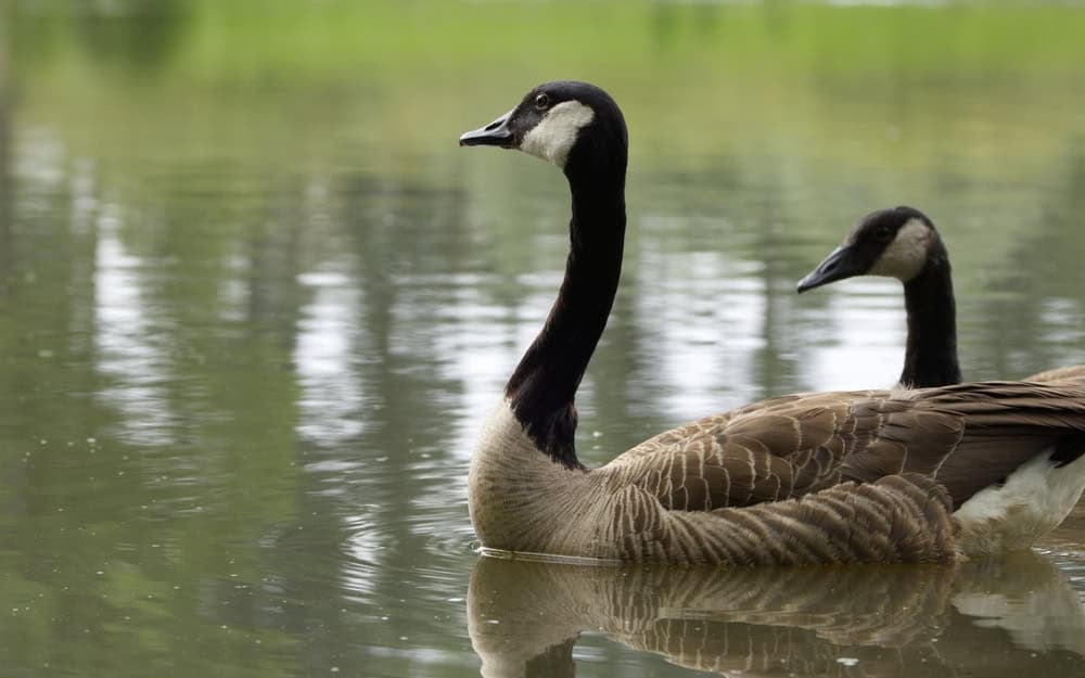 Canada geese in the lake, male Canada goose, a lovely pair of geese, reflections in the water