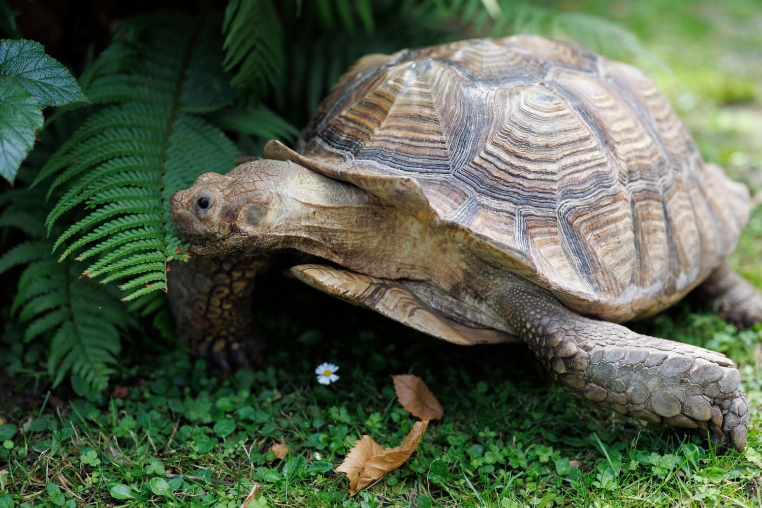 African spurred tortoise (Centrochelys sulcata)