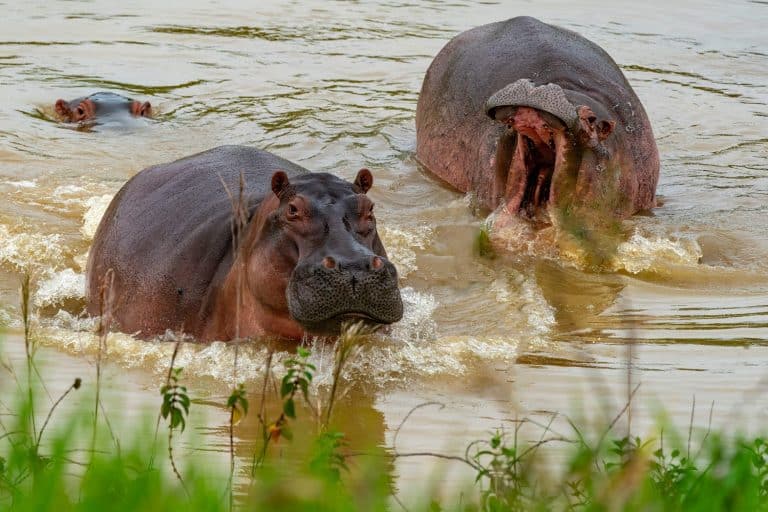 Two Colombia Hippos attacking. they live free in the rivers and lakes of Colombia