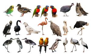 Many beautiful exotic birds on white background, collection
