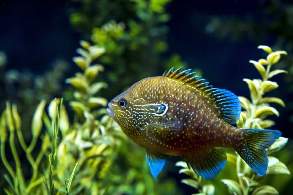 Freshwater Sunfish Animal Facts - Centrarchidae - A-Z Animals