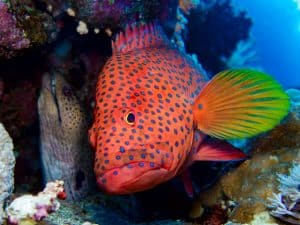 Coral grouper and giant moray eel