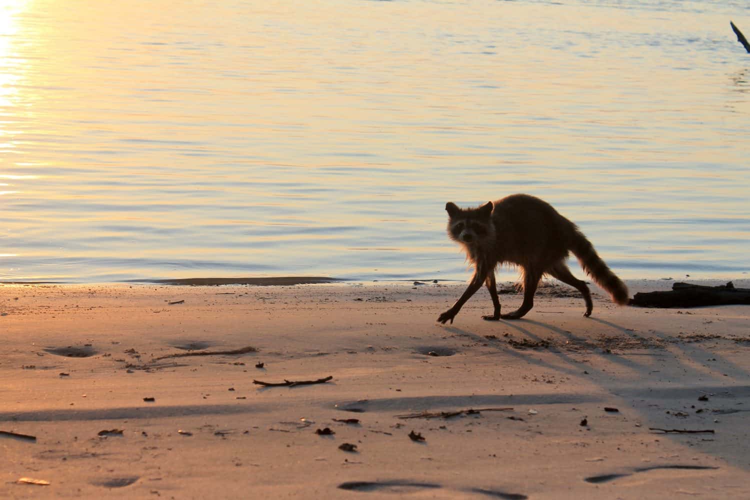 Baby raccoon searches for food along the shoreline