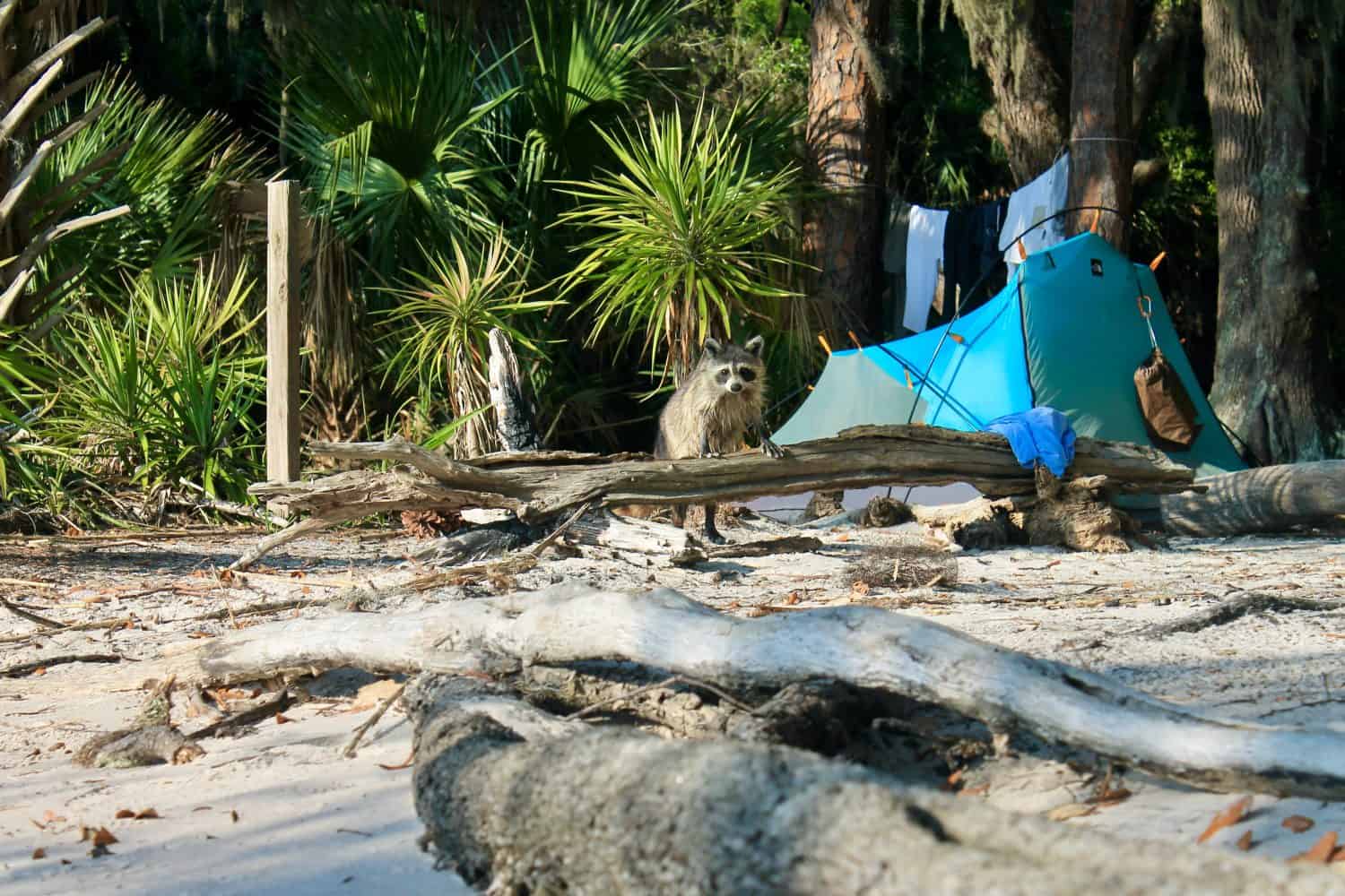Raccoon searches through campsite on the shoreline of an island