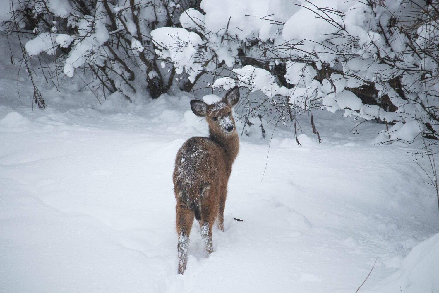 A snow-covered fawn on a cold winter morning