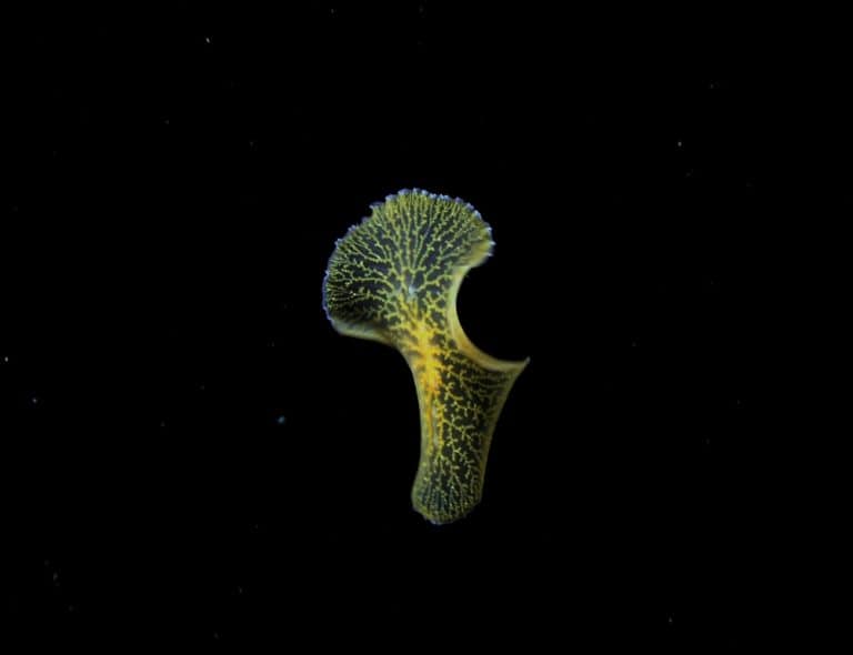 Elysia crispata sea slug swimming