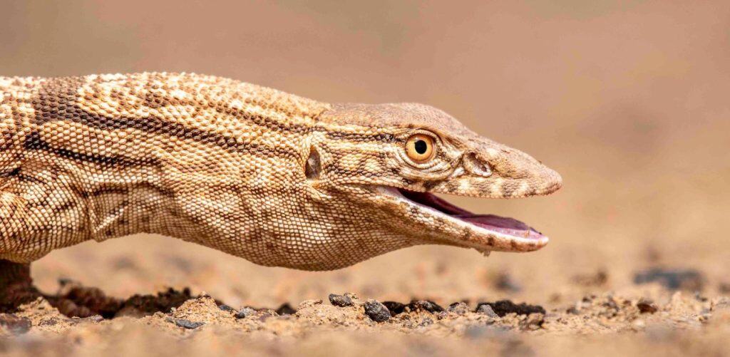 Sahara desert Monitor from Moroccan desert