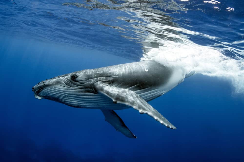 Humpack Whale on Rurutu Island French Polynesia