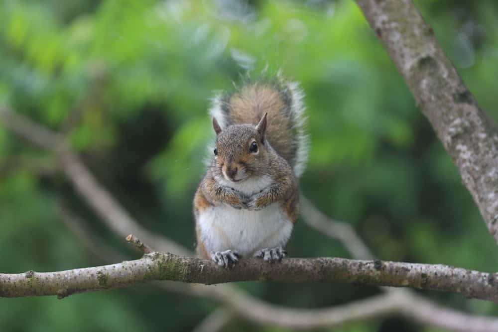 A closeup shot of a cute small Eastern gray squirrel standing on a branch of a tree