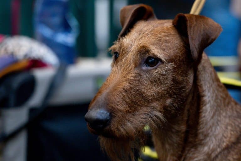 Glen Of Imaal Terrier