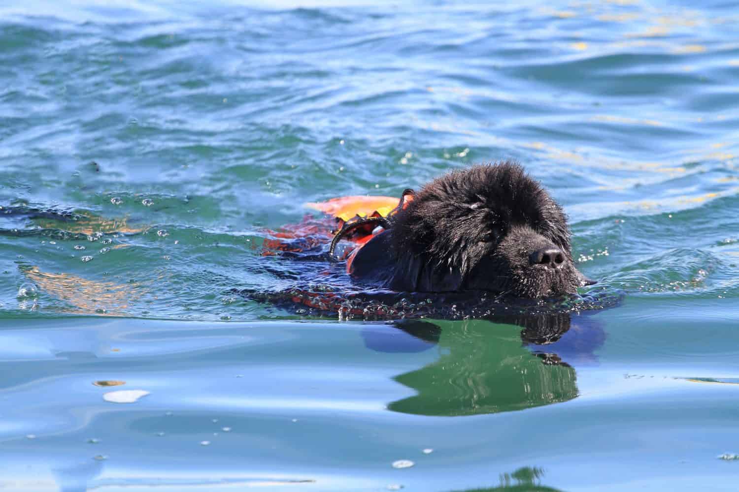 Newfoundland rescue dog in the sea