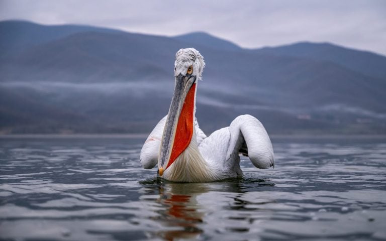 Dalmatian pelican on the water