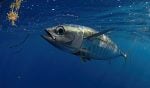 Blackfin tuna