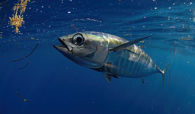 A Blackfin Tuna swimming off the coast of Florida