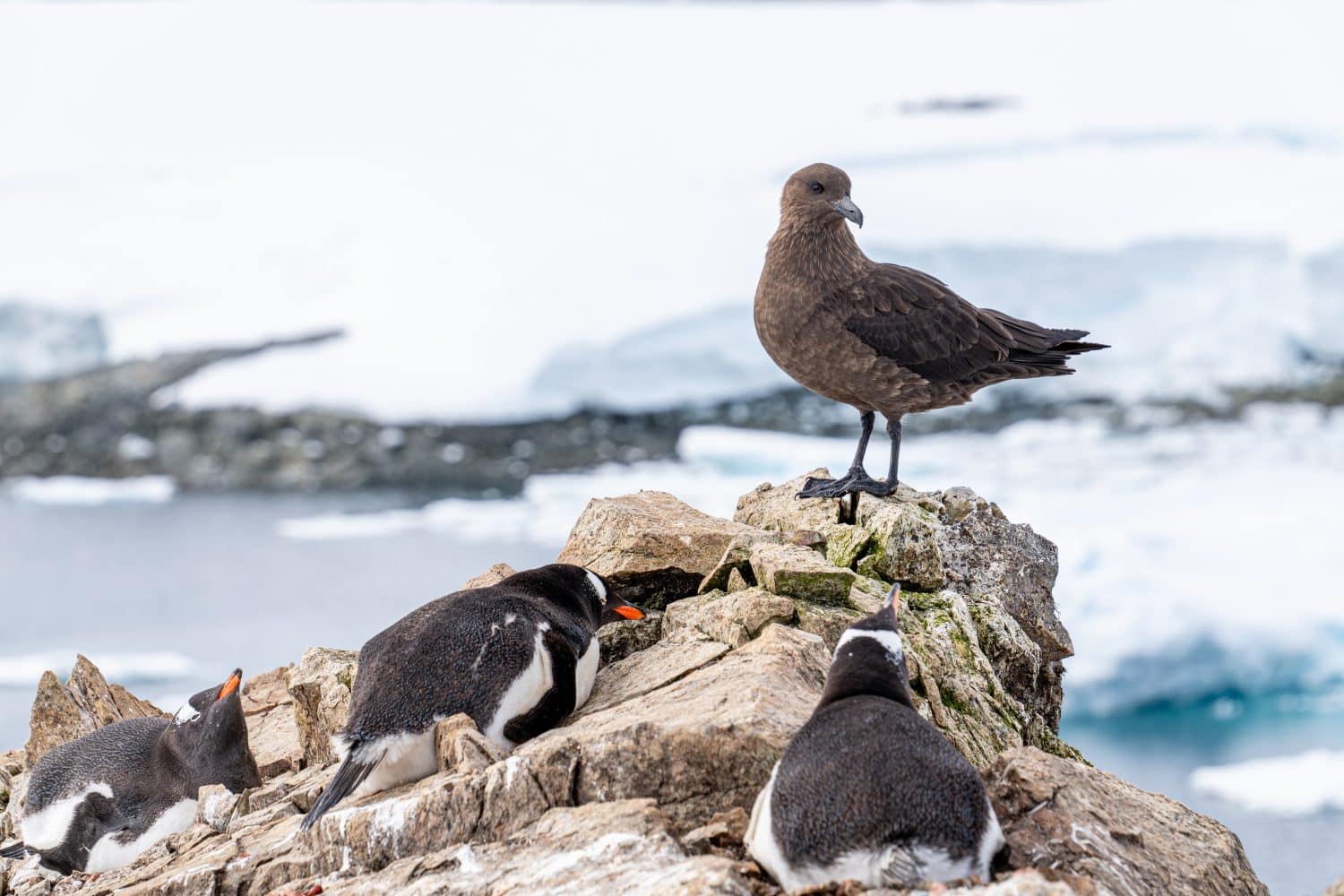 Gentoo penguin and south polar skua (stercorarius maccormicki). Wild nature of Antarctica