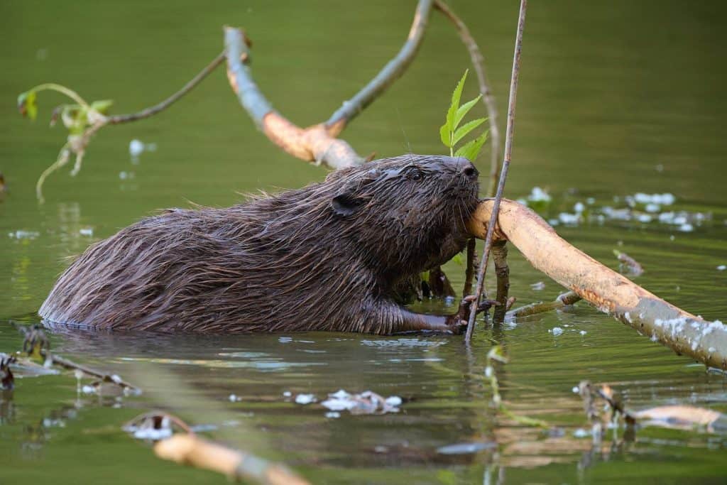 eurasian beaver ,,Castor fiber,, in its natural environment, Danubian wetland, Slovakia