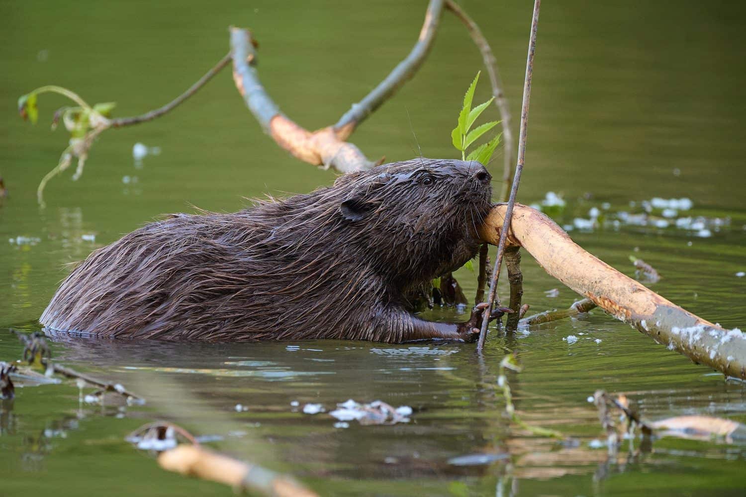 eurasian beaver ,,Castor fiber,, in its natural environment, Danubian wetland, Slovakia
