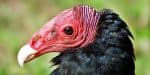 Red-headed vulture