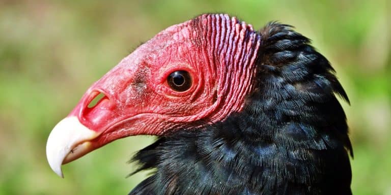 Red-Headed Vulture
