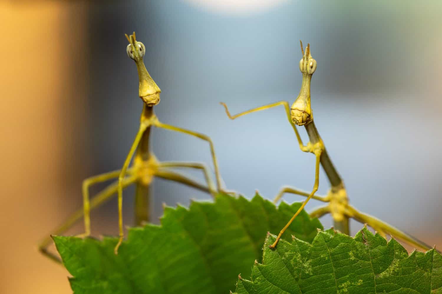 Close-up of Pseudoproscopia latirostris, a unique grasshopper species with an elongated head. Native to South America, it uses its distinctive shape as camouflage in its environment.