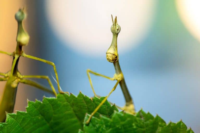 Close-up of Pseudoproscopia latirostris, a unique grasshopper species with an elongated head. Native to South America, it uses its distinctive shape as camouflage in its environment.