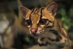 Margay