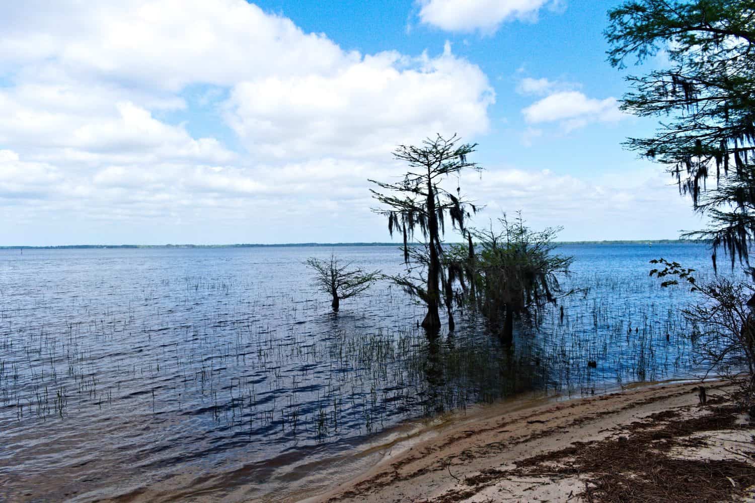 A small beach along a trail in Lake Waccamaw State Park with a beautiful view of Lake Waccamaw and a blue sky.