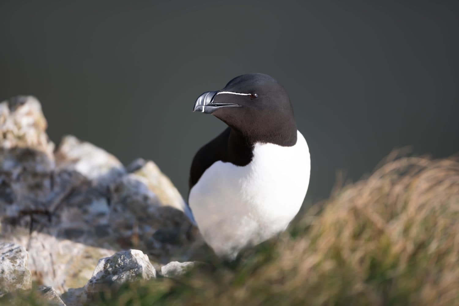 Portrait of a Razorbill perched on a sea cliff, UK.