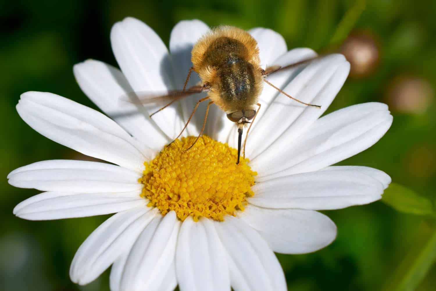 Large bee-fly (Bombylius major) hovering male while feeding on a marguerite flower (Leucanthemum) - Santa Lucia de Tirajana, Gran Canaria        