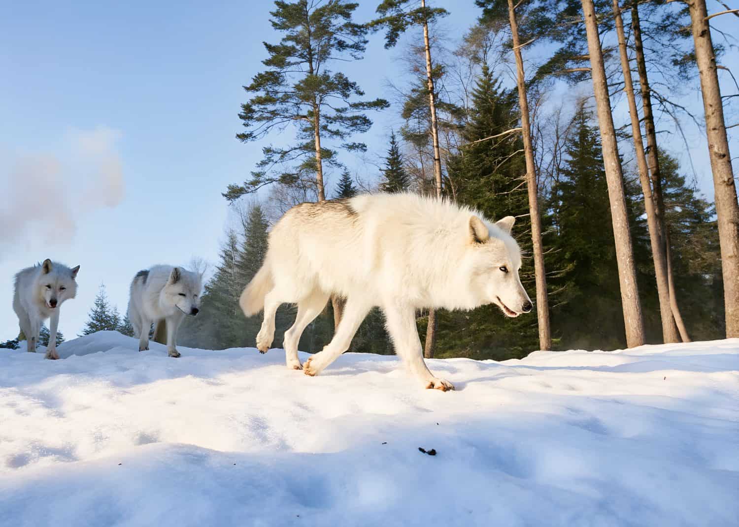 Ghosts of the Ice Age White Dire Wolf