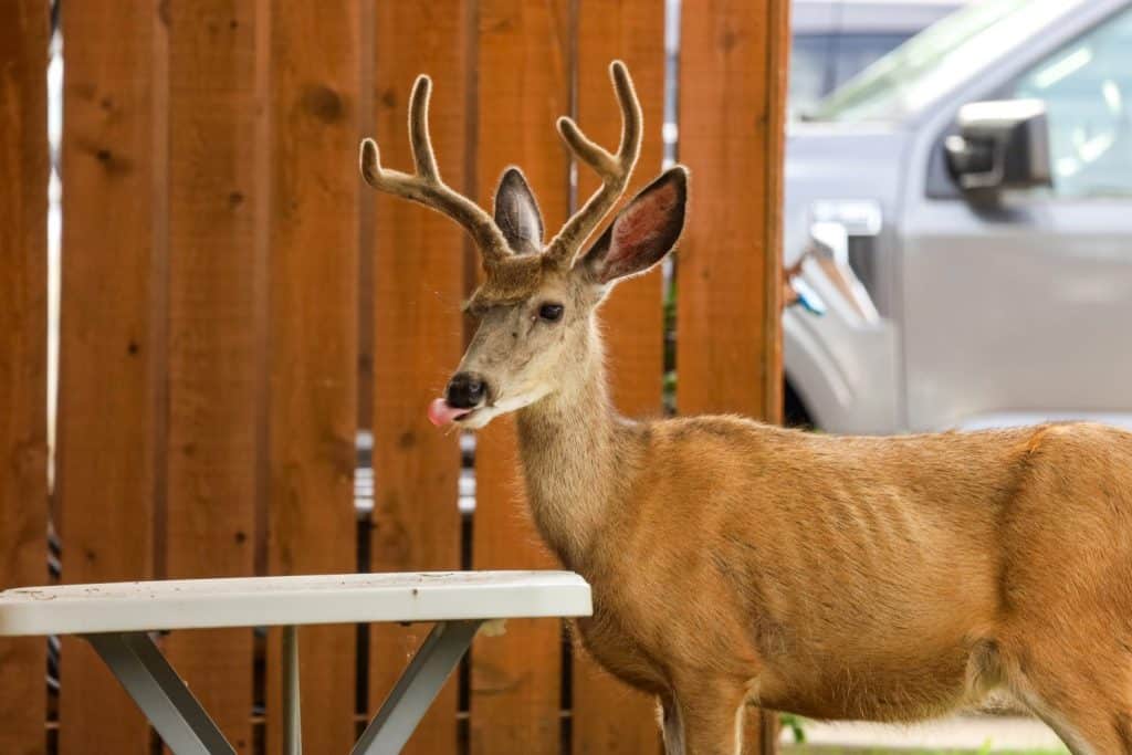 Very skinny White-tailed buck in the town of Rocky Mountain House, Alberta