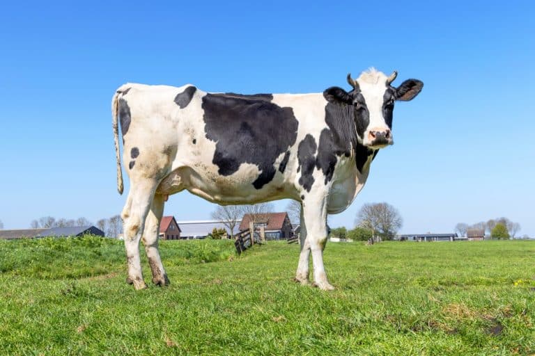 Cow portrait of a adult authentic bovine, looking for eye contact, front view, pink nose, medium shot of a black-and-white cow in front of a blue sky