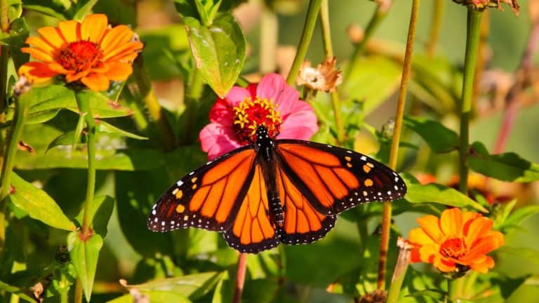 A closeup of a black and orange monarch butterfly on the sunlit zinnia flowers blurred background