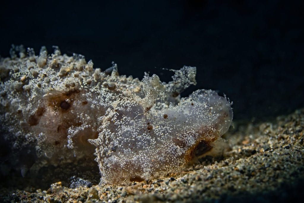 This Strange Bali Sea Creature Isn't Swimming, It's Hunting With a Giant Hood - A-Z Animals This Strange Bali Sea Creature Isn't Swimming, It's Hunting With a Giant Hood - A-Z Animals