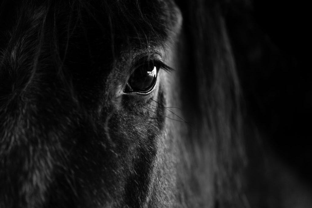Beautiful fine art detail equine animal horse shot eye of the soul
