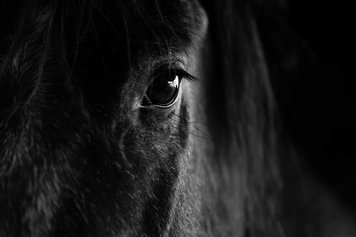 Beautiful fine art detail equine animal horse shot eye of the soul