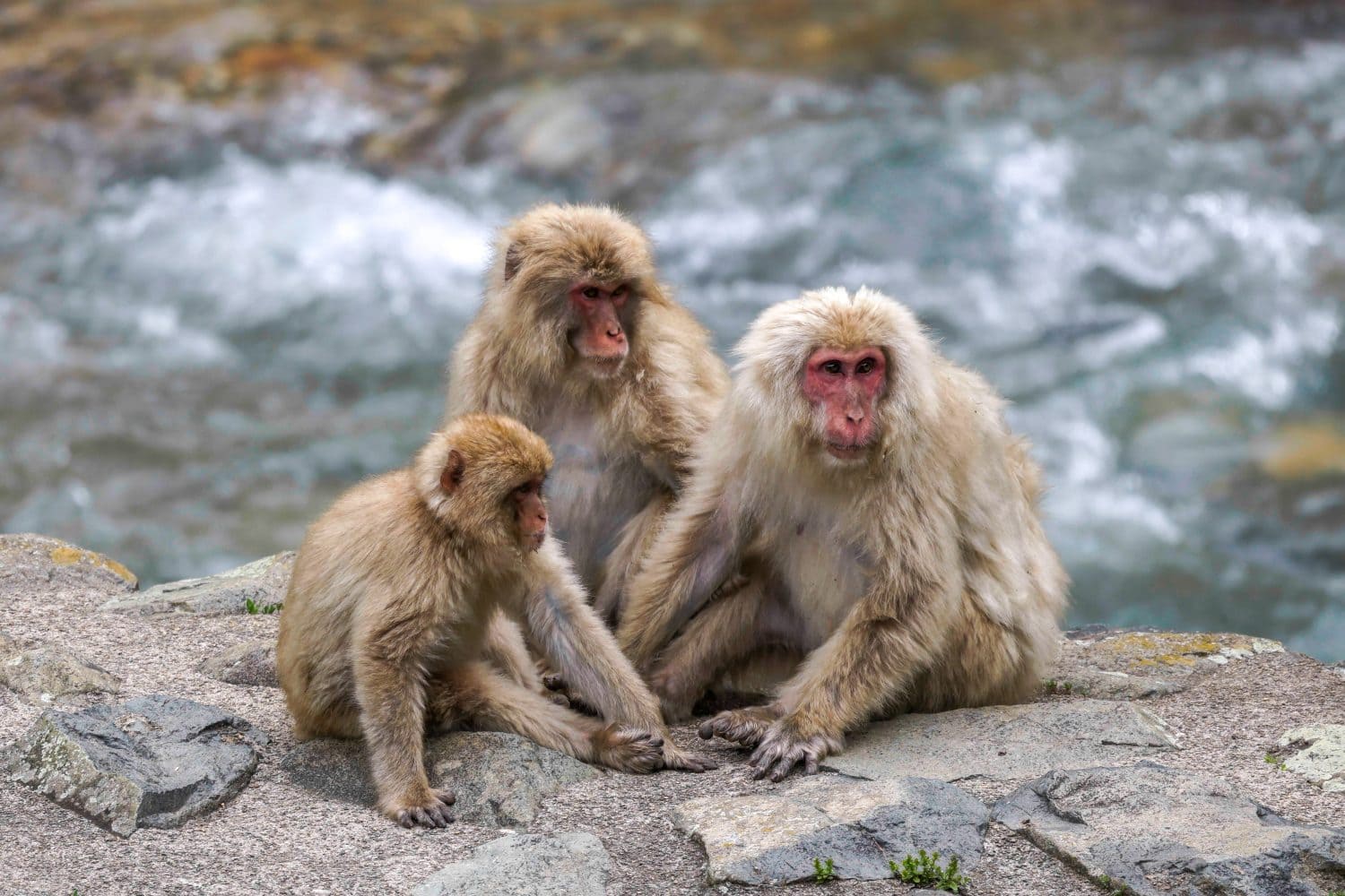 Japanese Macaques family sitting by the river at Jigokudani, Nagano, Japan